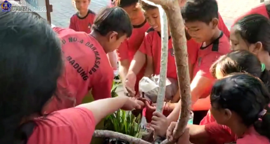 Penggunaan Pupuk Organik Tps 3r Pudak Mesari Darmasaba Badung